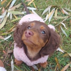 Meet your Posher, Shannon